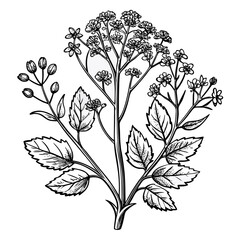 line art illustration of woad on white 