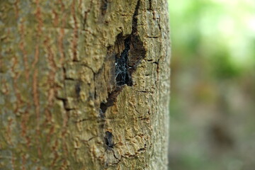 Close-up of Insect on Wood Trunk in Harold Porter Botanical Garden
