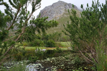 Lush Pinus Radiata Forest in Harold Porter Botanical Garden, South Africa
