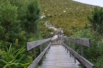 Scenic Boardwalk in Harold Porter National Botanical Garden, South Africa