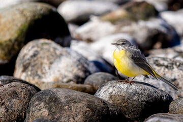 水辺のキセキレイ