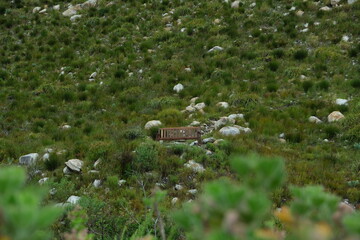 Fynbos Plant Community in Harold Porter National Botanical Garden