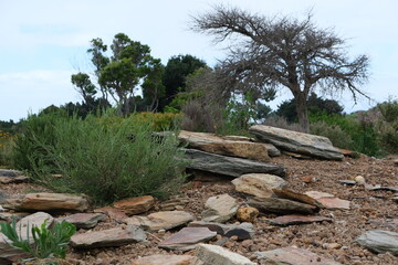 Aspalathus linearis Shrub in Harold Porter Botanical Garden, South Africa