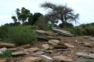Fynbos Plant Community in Harold Porter National Botanical Garden