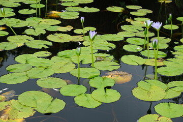 Nymphaea nouchali in Harold Porter Botanical Garden, South Africa