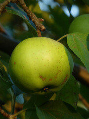 Single Unripe Green Apple Hidden Among Leaves on a Branch