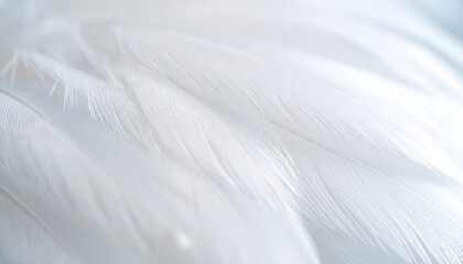 Fototapeta premium Close-up of delicate, white feathers, softly lit, showing texture and subtle variations in tone