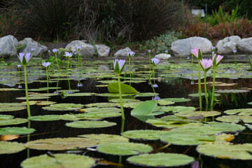 Nymphaea Nouchali: Stunning Aquatic Plant in Harold Porter Botanical Garden