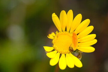 Vibrant Arctotis Stoechadifolia in Harold Porter Botanical Garden