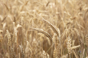 Two golden wheat ears in focus on blurred wheat field background