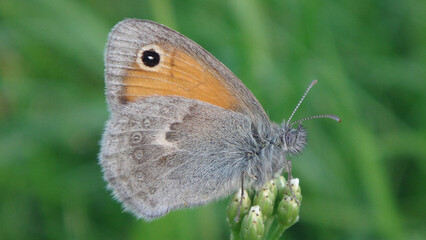 Small heath butterfly (Coenonympha pamphilus) resting on a flower bud