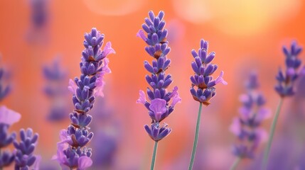 Obraz premium aroma lavender orange