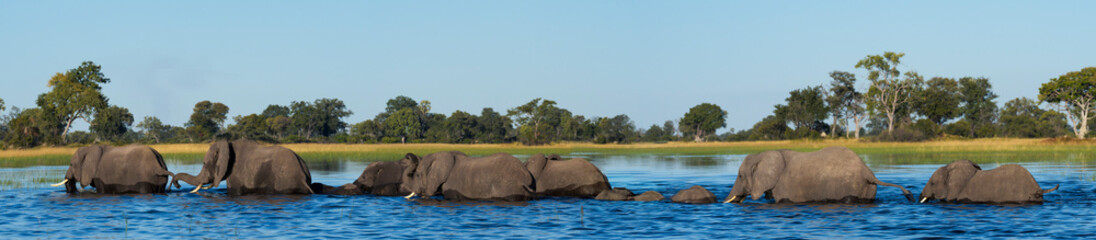 African bush elephants cross a shimmering channel in Botswana’s Okavango Delta, displaying their aquatic skills and family bonds amid lush wilderness—a perfect moment of wild Africa adventure.