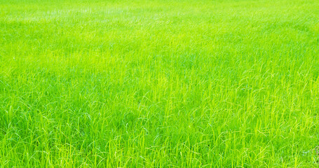 Rice field background, jasmine rice organic agriculture farm raw food ingredient traditional asian, green grass landscape environment zero carbon energy eco concept.