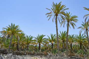 dates fruit trees on the blue sky, nature countryside farm landscape