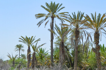 Fototapeta premium summer season view of dates fruit trees on the blue sky, nature cpountryside farm landscape in Balochistan