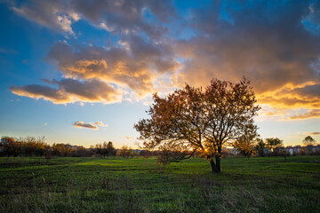 Warm sunlight illuminating a vibrant tree in a lush green field, surrounded by orange and blue clouds, creates a stunning backdrop during a beautiful autumn sunset
