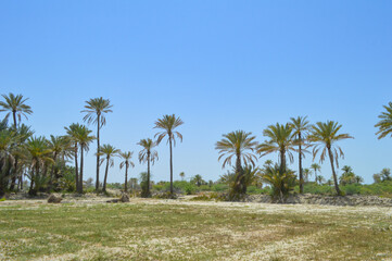 Fototapeta premium Beautiful view of dates fruit farm in Balochistan city Turbat
