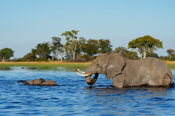 African bush elephants cross a shimmering channel in Botswana’s Okavango Delta, displaying their aquatic skills and family bonds amid lush wilderness—a perfect moment of wild Africa adventure.