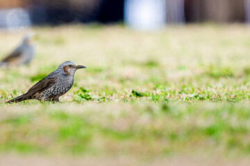 地面を歩くヒヨドリ
