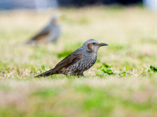 地面を歩くヒヨドリ