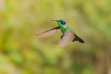 The lesser violetear (Colibri cyanotus), also known as the mountain violet-ear, is a medium-sized, metallic green hummingbird in Ecuador