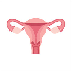 uterus,women,health modern flat vector illustration for female anatomy medical design vector graphic for healthcare