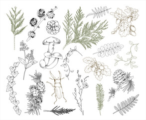 Forest botanical line drawing set, hand drawn fall plants (leaves, acorns, mushrooms, fir cones and branches), line drawing autumn vector illustration © nastyasklyarova