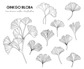 Obraz premium Collection of Ginkgo biloba leaves, hand drawn botanical line drawing, vector floral line art illustration for wedding, logo, advertising, packaging