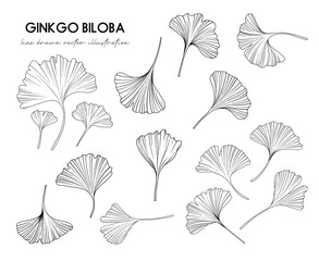 Collection of Ginkgo biloba leaves, hand drawn botanical line drawing, vector floral line art illustration for wedding, logo, advertising, packaging