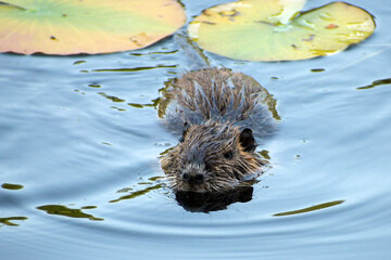 nutria