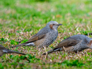 地面を歩くヒヨドリ