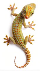 Naklejka premium A closeup of a beautifully patterned Tokay Gecko on a white background