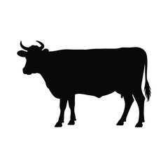 Silhouette of a black cow standing on a white background