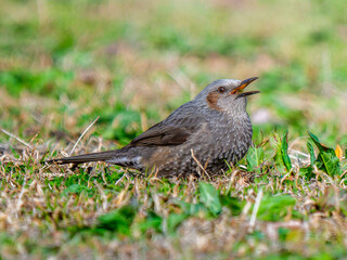 地面を歩くヒヨドリ