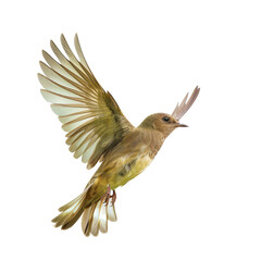 A small bird in flight, wings outstretched.  Its plumage is a mix of light and dark brownish-yellow hues.  A  profile view, against a black background