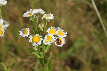 daisies in the grass