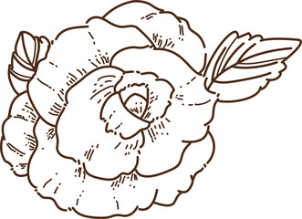 Detailed Line Art Drawing Of A Rose