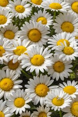 Fototapeta premium Daisy Background — Light and Delicate Floral Pattern