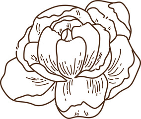 Elegant Brown Line Art Peony Illustration