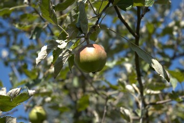 Close-up view of a single red apple hanging from a tree branch. Natural daylight, healthy fruit, orchard concept.
