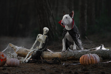 A white Bull Terrier dressed in a cloak for Halloween is surrounded by pumpkins and skeletons