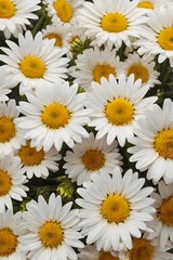 Fototapeta premium Daisy Background — Light and Delicate Floral Pattern