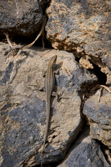 Endemic lizard on volcanic rock