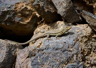 Endemic lizard on volcanic rock