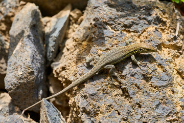 Endemic lizard on volcanic rock