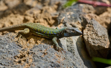 Endemic lizard on volcanic rock
