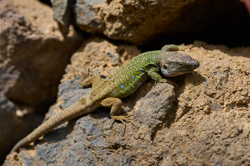 Gallotia galloti lizard basking on sunlit volcanic rocks in Tenerife