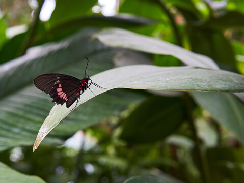 Pink Cattleheart butterfly on leaf