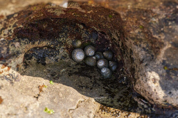 Marine snails in coastal rock crevice